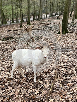 A white red deer in Wildpark Gangelt