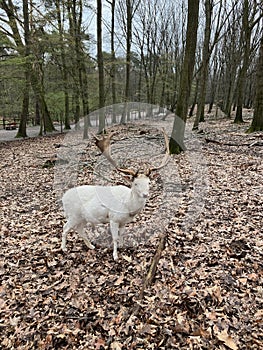 A white red deer in Wildpark Gangelt