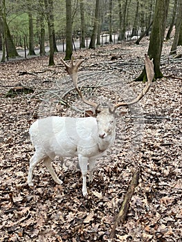 A white red deer in Wildpark Gangelt photo