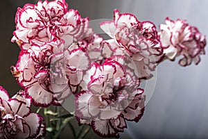 White and red dianthus caryophyllus bouquet photo