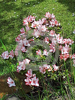 This white and red edged azalea was originally a pot plant but I planted in by my garden pond and this year it has flowered profus