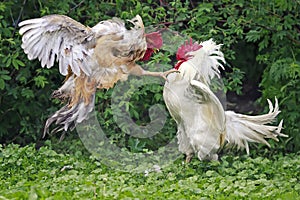 white and red fight on the farm