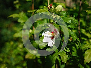 White and red flower