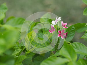 White and red flower on blurred nature background