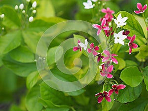 White and red flower on blurred nature background