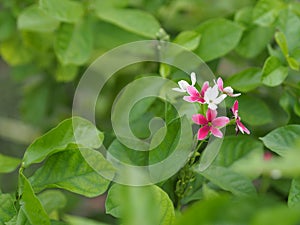 White and red flower on blurred nature background