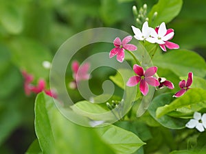 White and red flower on blurred nature background