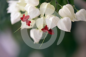 White and red flower on green background photo