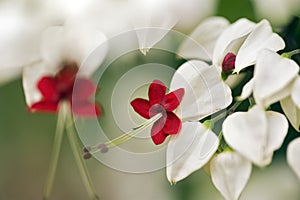 White and red flower on green background photo