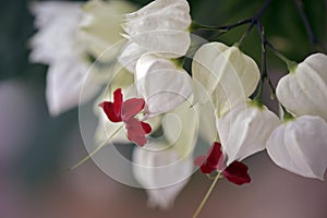 White and red flower on green background photo