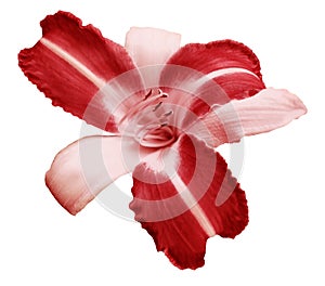 White-red flower lily on white isolated background with clipping path no shadows. Closeup. photo