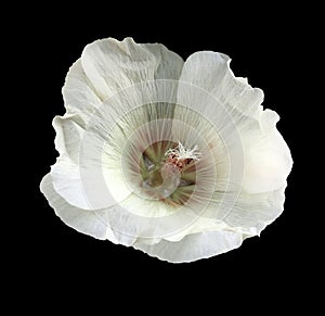 White-red flower mallow on the black isolated background with clipping path no shadows. For design. Closeup.