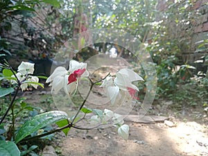 White & red flowers