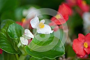 White and red flowers begonias macro, spring-summer decorative flowers