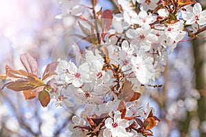 White red flowers of Prunus cerasifera. Blossoming branch with with flowers of cherry plum. Blooming tree