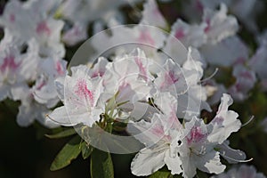 White and red flowers of Rhododendron closeup. Shallow DOF