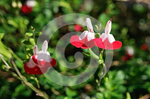 White and red flowers salvia microphylla in the garden.