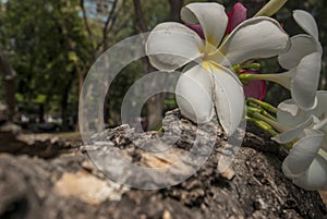 White and red frangipani Leelawadee