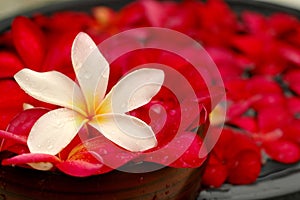 White and Red Frangipanis