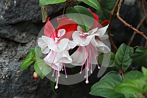 White and Red Fucsia flower photo