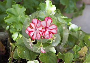 White and red Geranium blooms in a pot, Southern Italy