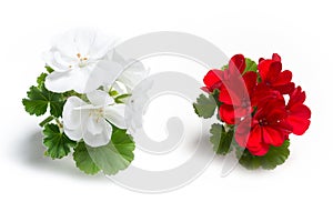 White and red geranium flower blossoms with green leaves isolated on white background, colorful geranium flowers template concept