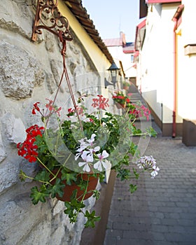 White and red geranium flowers in the pot