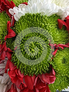 White Red Green Daisies perfect for gifting