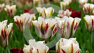 White, red and green Viridiflora Tulips in the garden photo