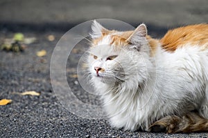 White-red-headed cat catches pheromones