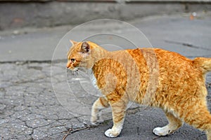 White-red-headed cat lay near the wall, but in his field of vision there was something interesting