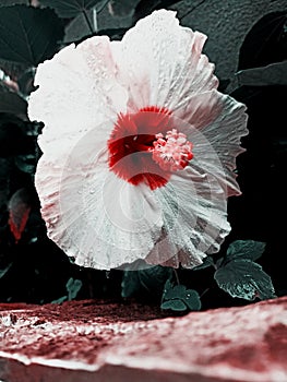 White and red hibiscus flower with dropped water