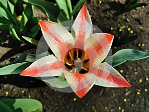 White and red holly tulip, Greig Pinocchio tulips in a flower bed on a sunny spring day. The festival of tulips on Elagin Island