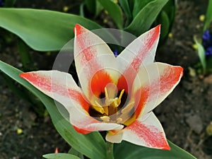 White and red holly tulip, Greig `Pinocchio` tulips in a flower bed on a sunny spring day. The festival of tulips on Elagin Island