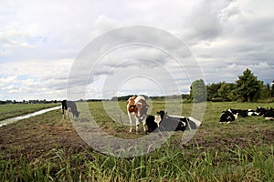 White and red Holstein Frysian cow on a meadow