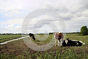 White and red Holstein Frysian cow on a meadow