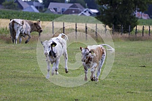 White and red Holstein Frysian cow on a meadow