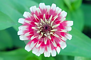 White and red hybrid Aster flower in Bangkok Thailand top view