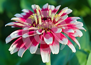 White and red hybrid Aster flower in the garden in Bangkok Thailand