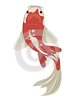 white and red koi fish