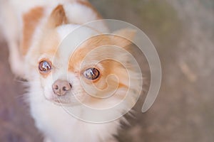 White and red long-haired chihuahua. Animal, pet. Portrait of a dog