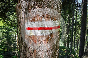 White and red mark on a tree trunk, pralognan, French alps photo