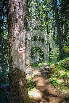 White and red mark on a tree trunk, pralognan, French alps photo