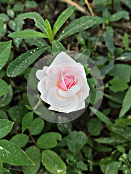 A white red mix colour rose rose