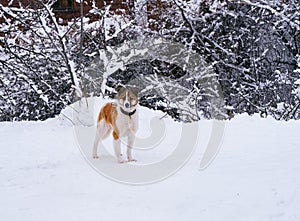 A white and red mutt dog walking in winter