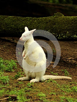 White Red-necked wallaby Macropus rufogriseus