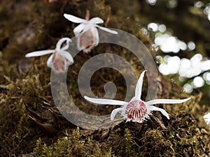 White and red orchid on tree in a forest of the Himalayas