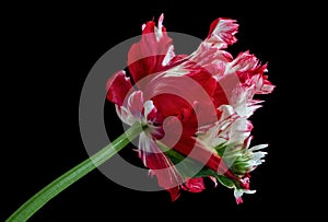 Parrot tulips isolated on black background