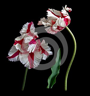 White-red parrot tulips isolated on black background