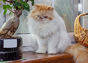 White and red Persian Exot cat with long hair..Cute pet sitting on the windowsill